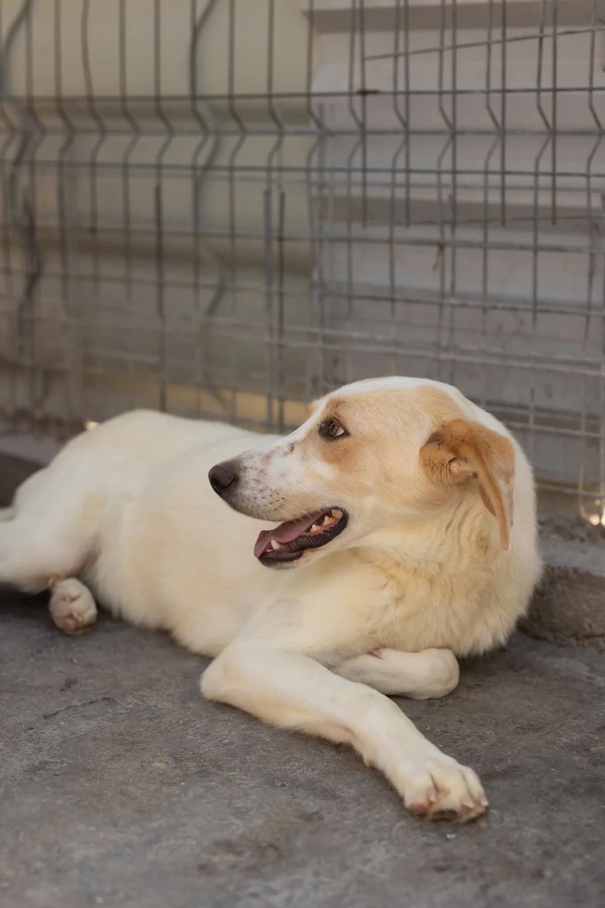 Vili, male young Mixed Breed for adoption at Thats Pets Rescue e.V.