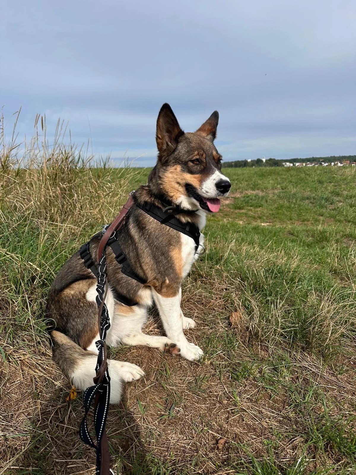 Suny, female 6yo Mixed Breed for adoption at Thats Pets Rescue e.V.