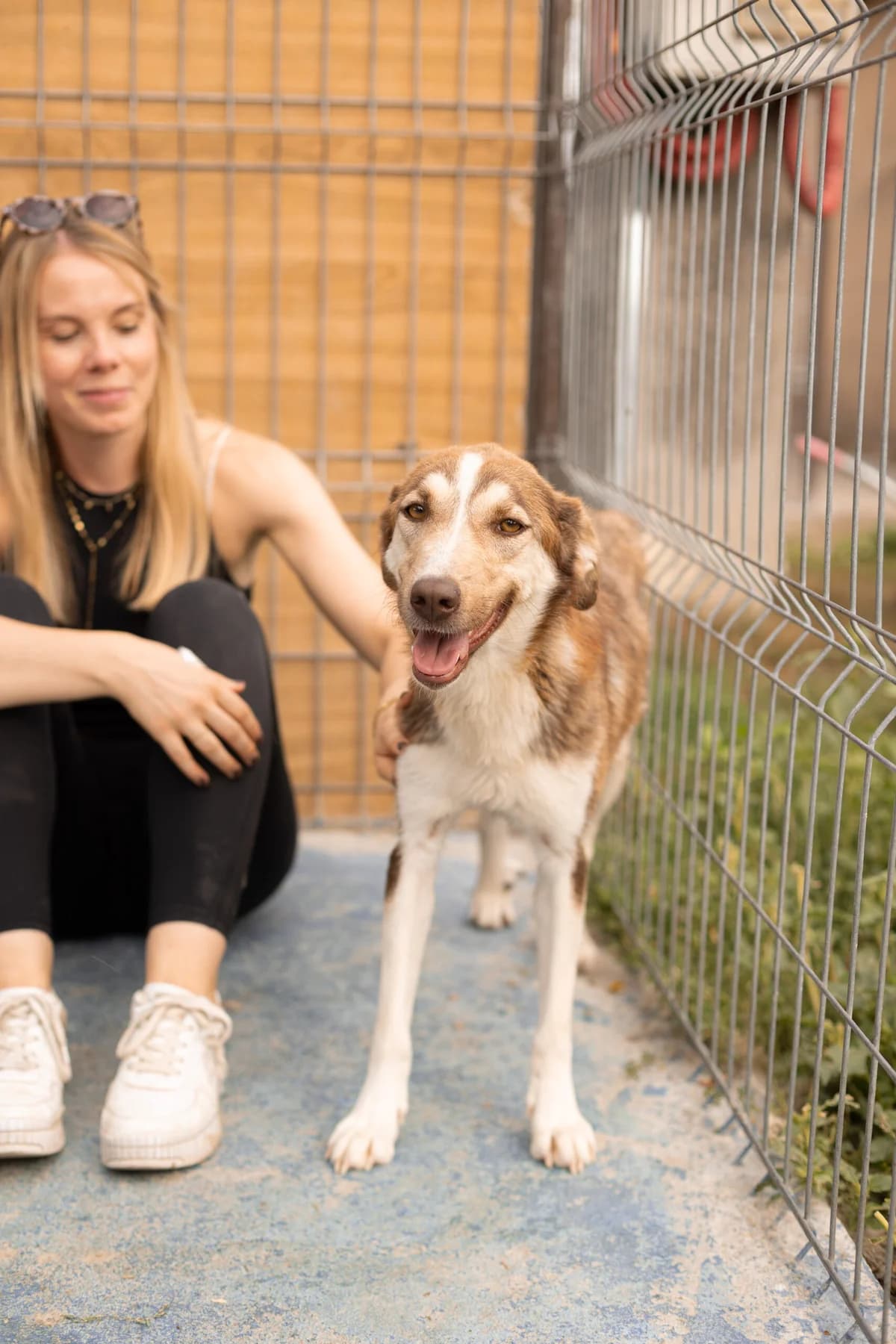 Ciochi, female 6yo Mixed Breed for adoption at Thats Pets Rescue e.V.