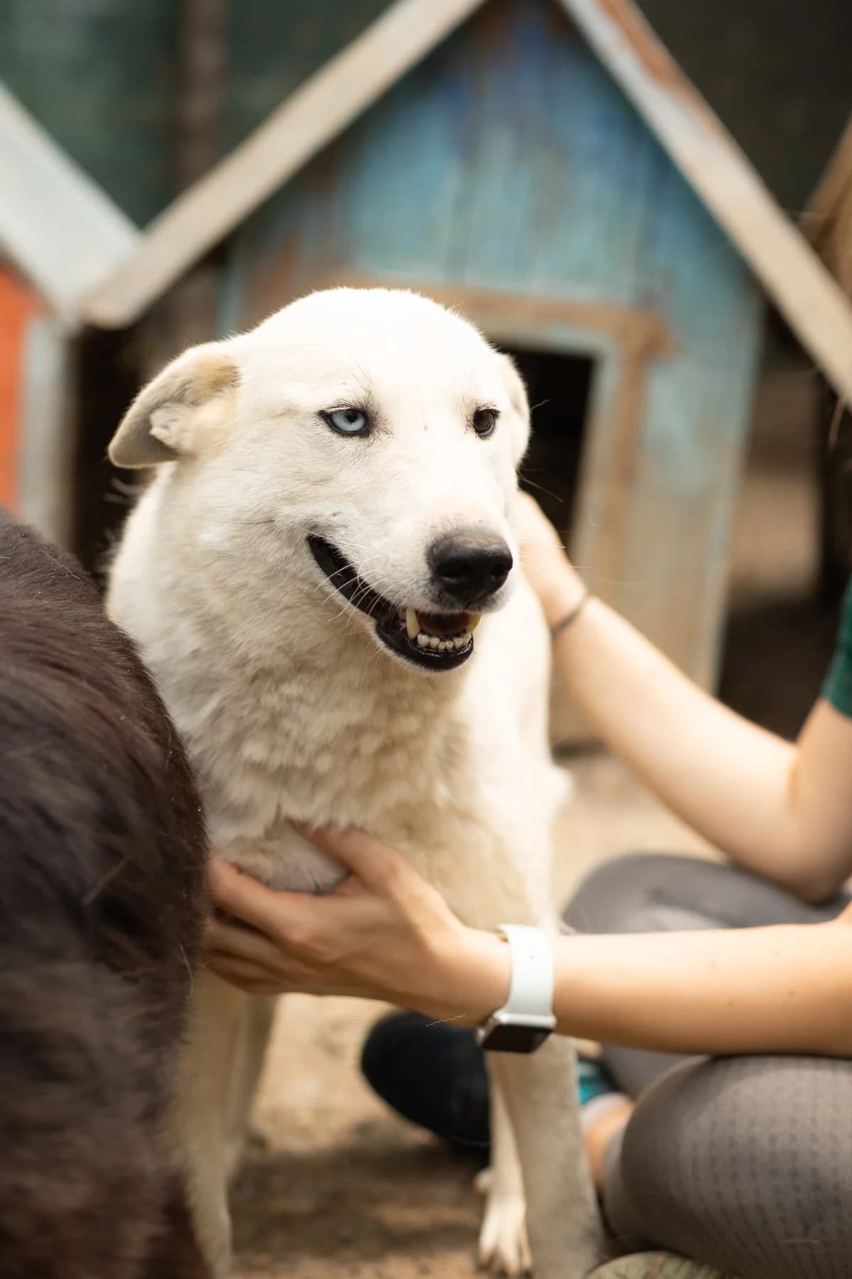Kiksimo, male 6yo Mixed Breed for adoption at Thats Pets Rescue e.V.