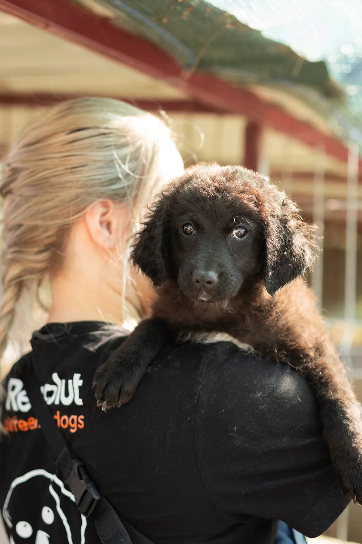 Katja, female young Mixed Breed for adoption at Thats Pets Rescue e.V.