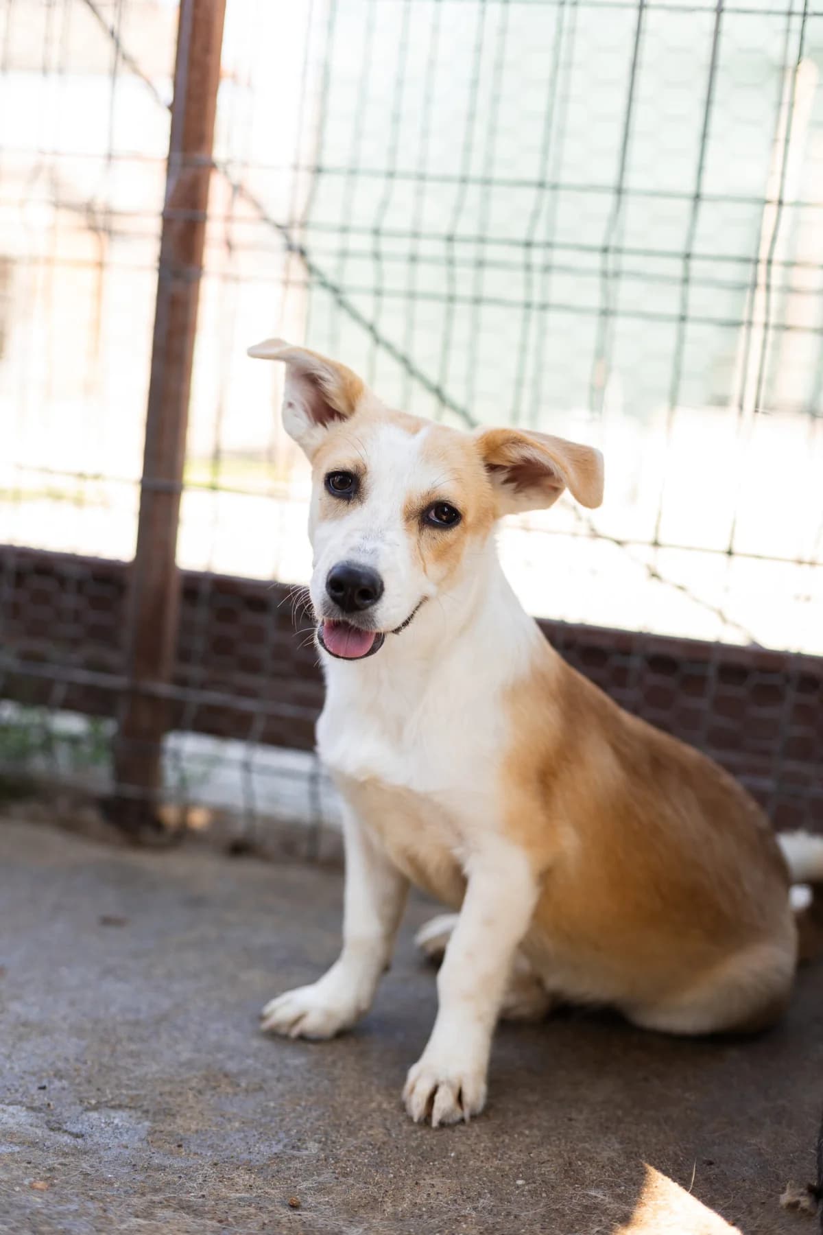 Joelle, female young Mixed Breed for adoption at Thats Pets Rescue e.V.
