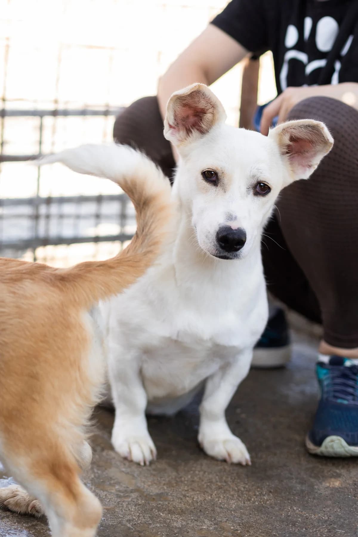 Joline, female 6yo Mixed Breed for adoption at Thats Pets Rescue e.V.