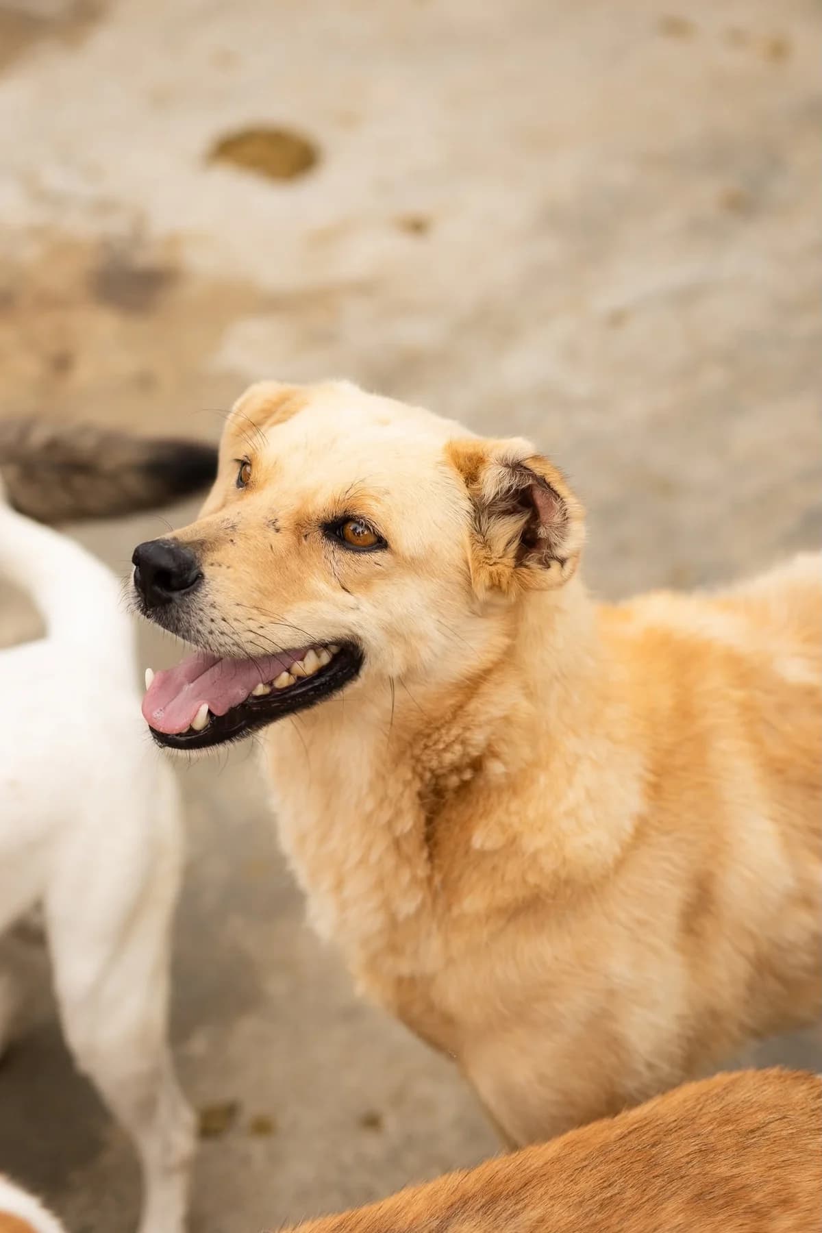 Aruk, male 6yo Mixed Breed for adoption at Thats Pets Rescue e.V.