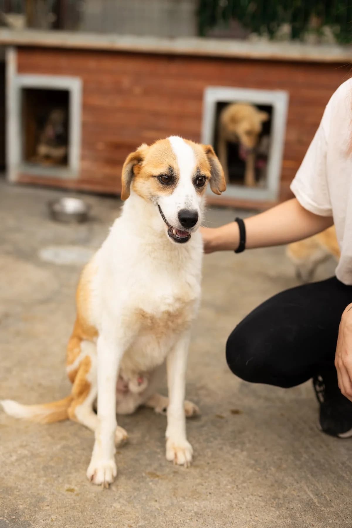 Dino, male Mixed Breed for adoption at Thats Pets Rescue e.V.