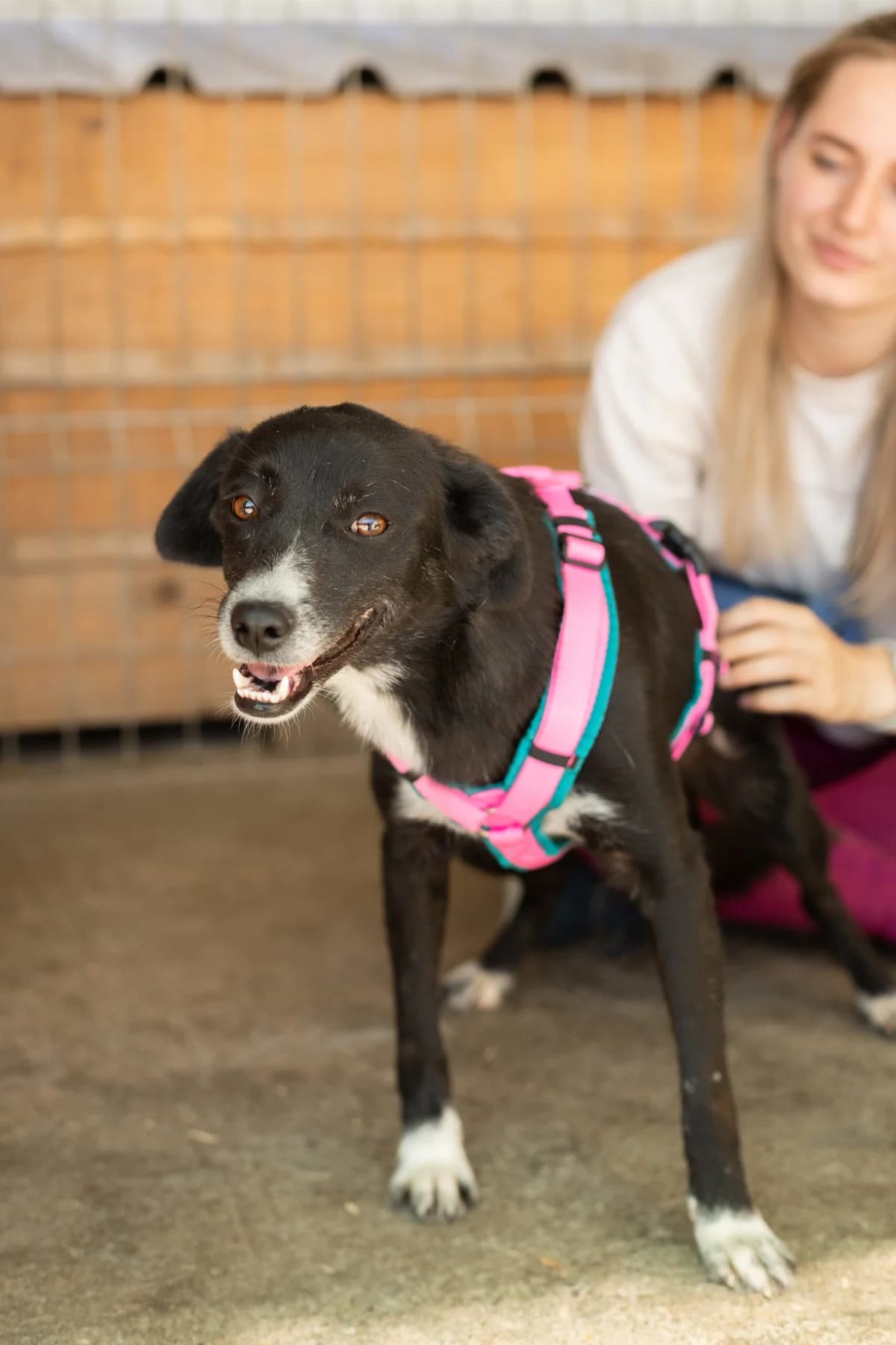 Alana, female young Mixed Breed for adoption at Thats Pets Rescue e.V.