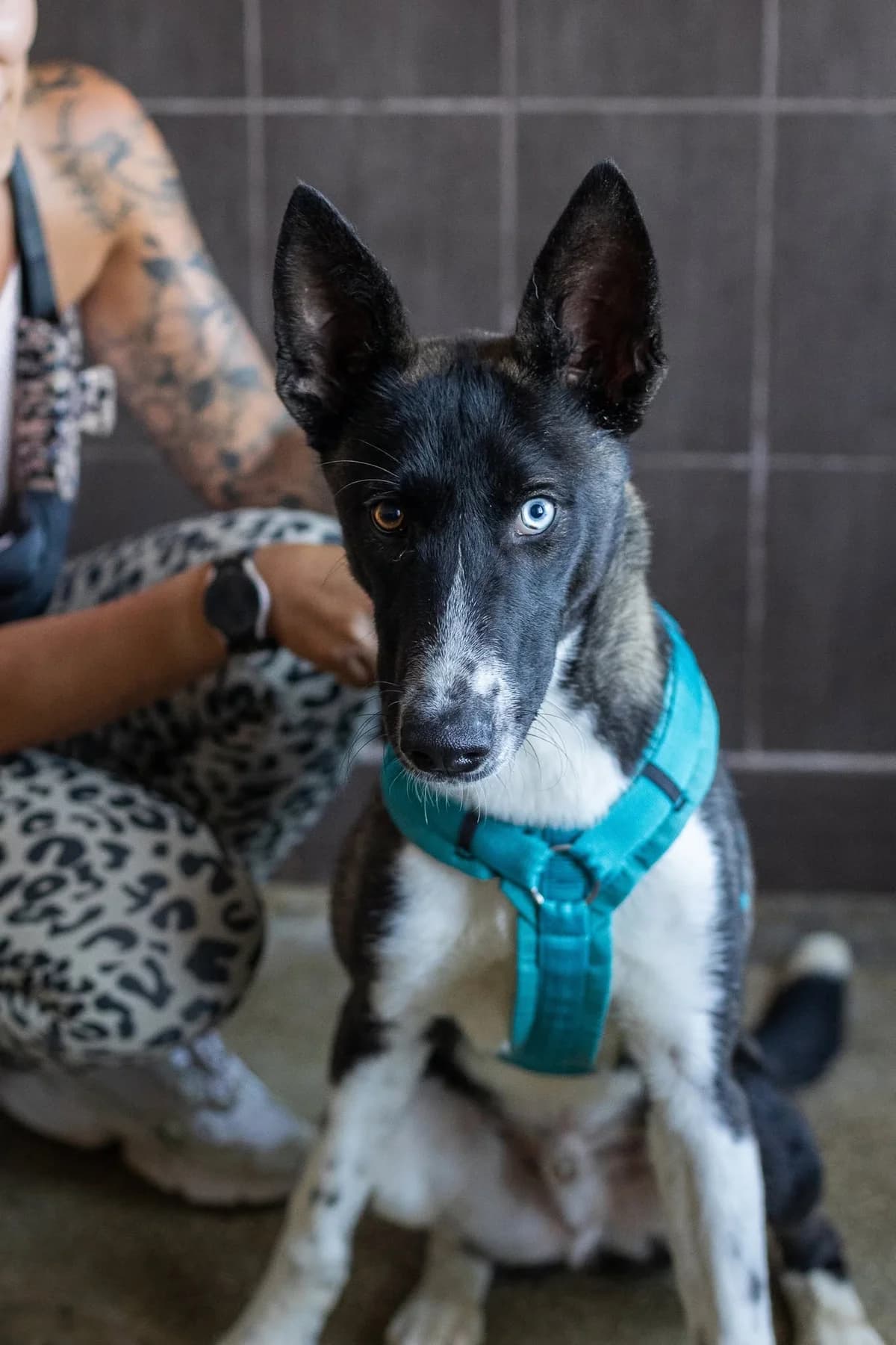Sky, male young Mixed Breed for adoption at Thats Pets Rescue e.V.
