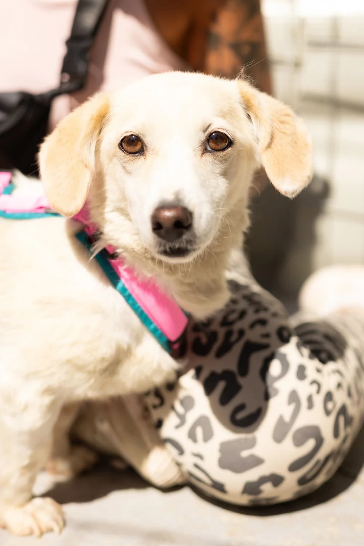 Bella, female 6yo Mixed Breed for adoption at Thats Pets Rescue e.V.