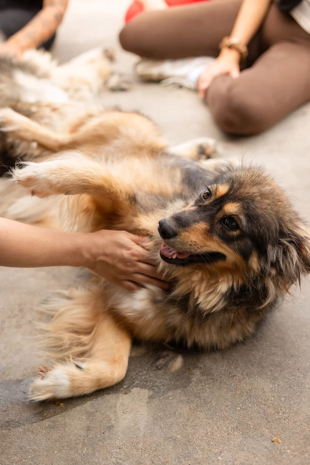 Lola, female 6yo Mixed Breed for adoption at Thats Pets Rescue e.V.