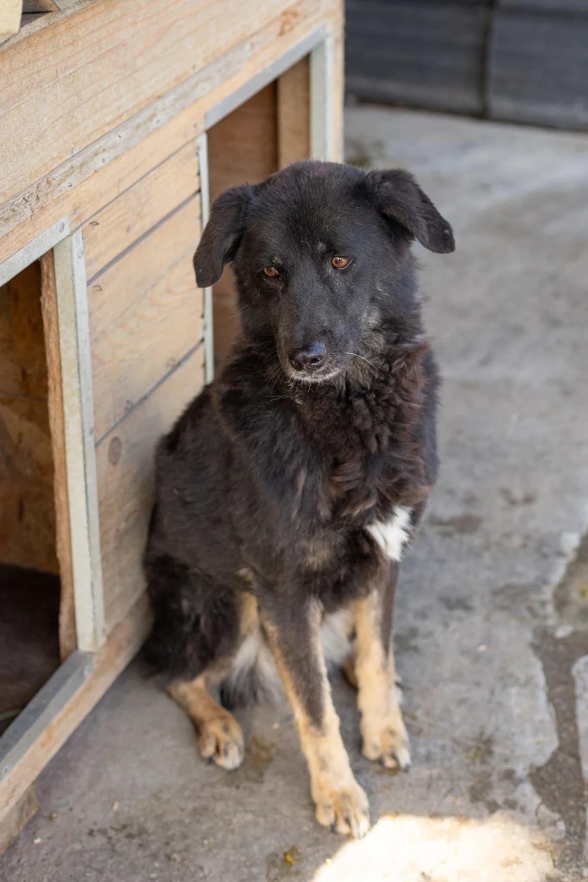 Heidi, female 6yo Mixed Breed for adoption at Thats Pets Rescue e.V.