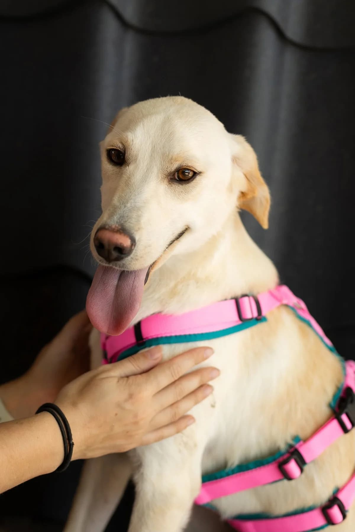 Cico, male young Mixed Breed for adoption at Thats Pets Rescue e.V.