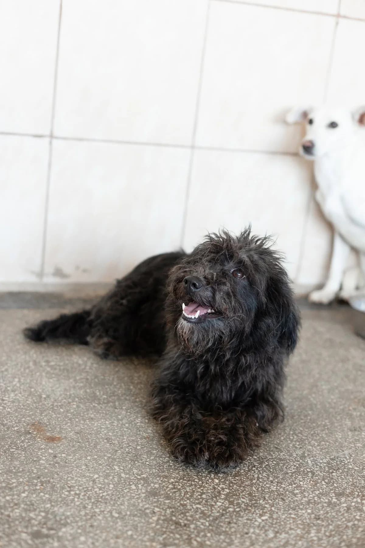 Jakline, female 6yo Mixed Breed for adoption at Thats Pets Rescue e.V.