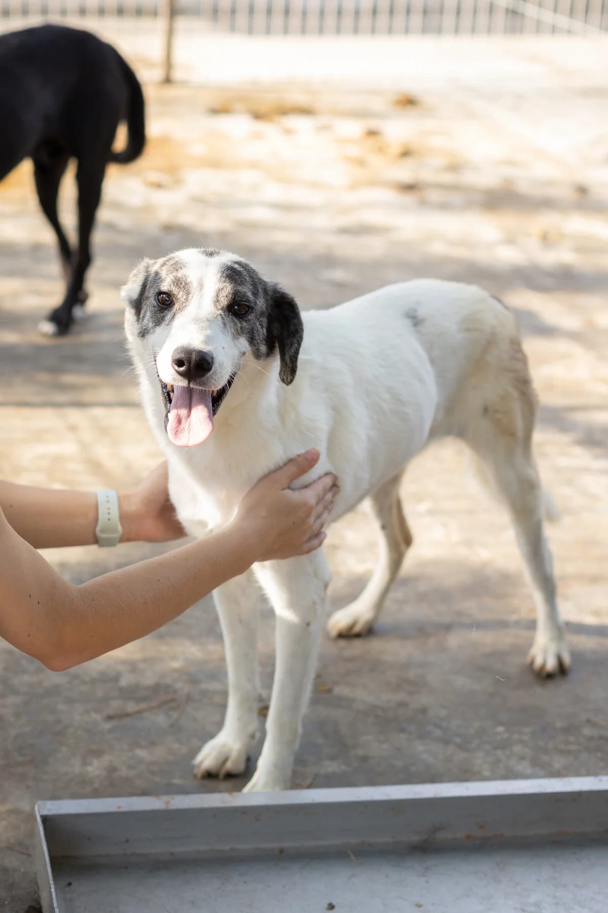Rosa, female 6yo Mixed Breed for adoption at Thats Pets Rescue e.V.