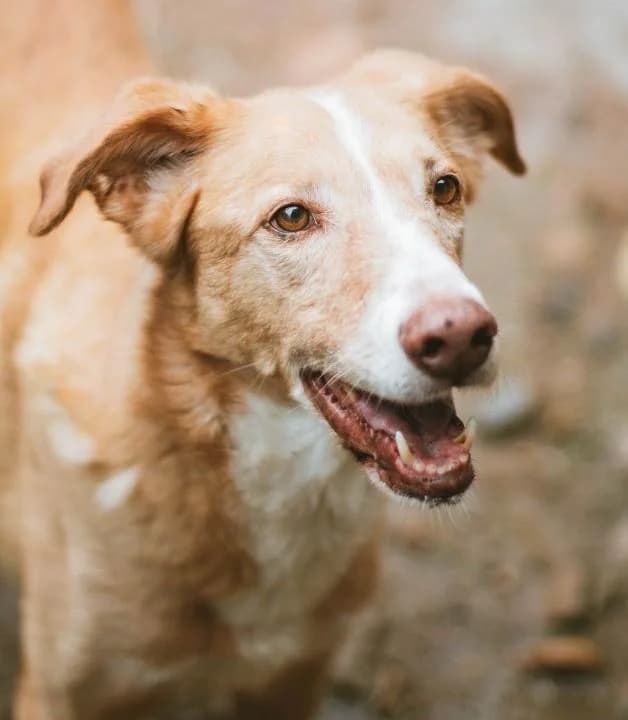 DANITO, male senior Galgo Español for adoption at Tier-Not-Hilfe