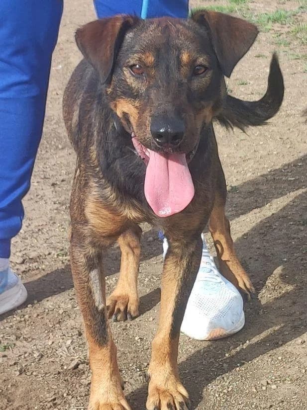 MONTY, male 5yo Mixed Breed for adoption at Tier-Not-Hilfe
