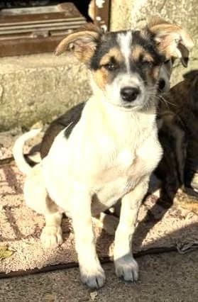 SAMUEL, male 5yo Mixed Breed for adoption at Tier-Not-Hilfe