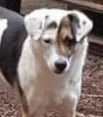 YACCI, female senior Mixed Breed for adoption at Tier-Not-Hilfe