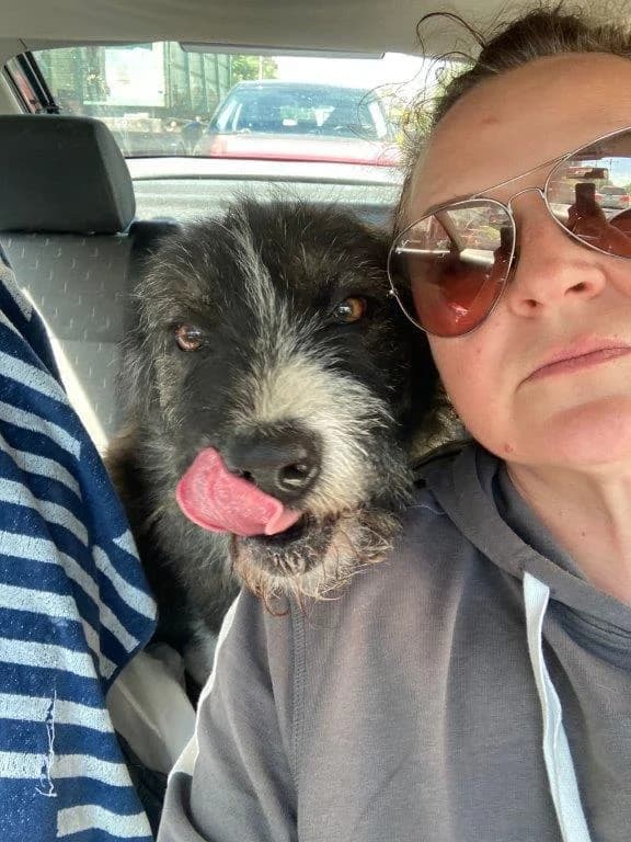 PATROCLE, male 7yo Mixed Breed for adoption at Tier-Not-Hilfe