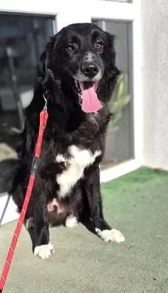 Der schöne, male 4yo Mixed Breed for adoption at Tier-Not-Hilfe