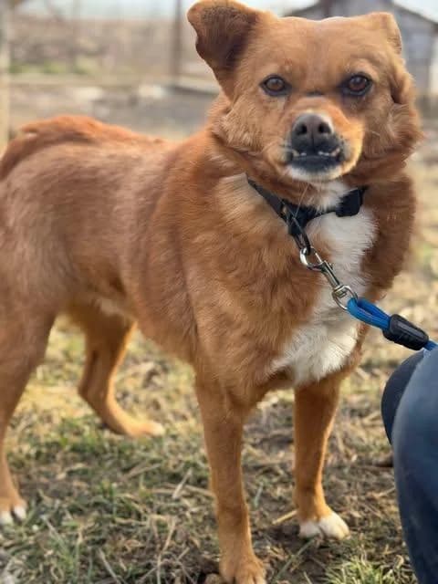 TRISTAN, male senior Mixed Breed for adoption at Tier-Not-Hilfe