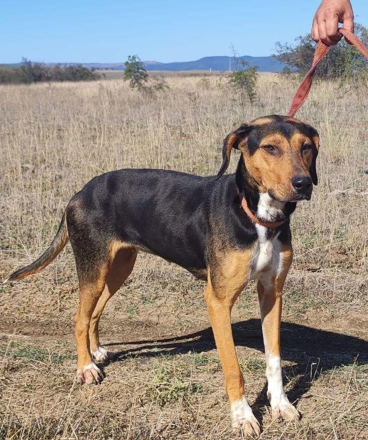 BAMBI, schwarz female 5yo Mixed Breed for adoption at Tier-Not-Hilfe