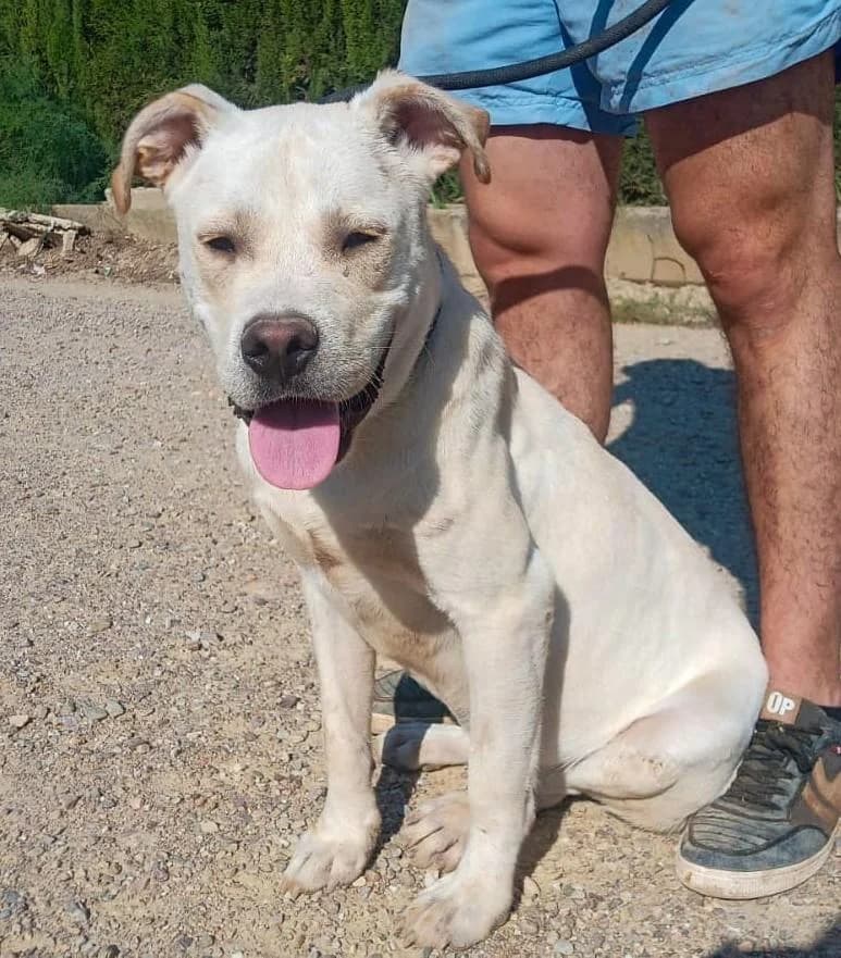 ZWEI, male 6yo American Staffordshire Terrier for adoption at Tier-Not-Hilfe