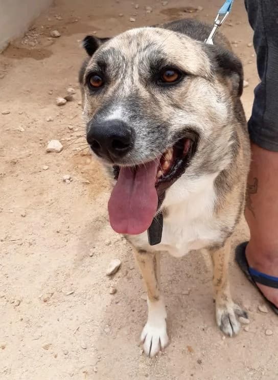 LENNON, male senior Labrador Retriever for adoption at Tier-Not-Hilfe