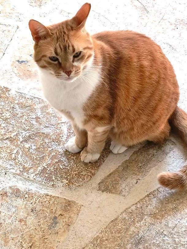 BARRY, male 4yo European Shorthair for adoption at Tier-Not-Hilfe
