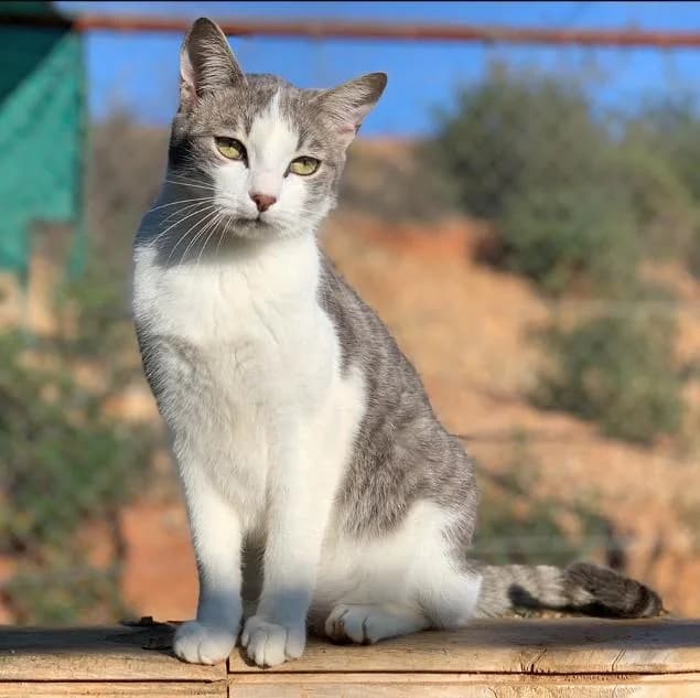 NUR, male 5yo European Shorthair for adoption at Tier-Not-Hilfe