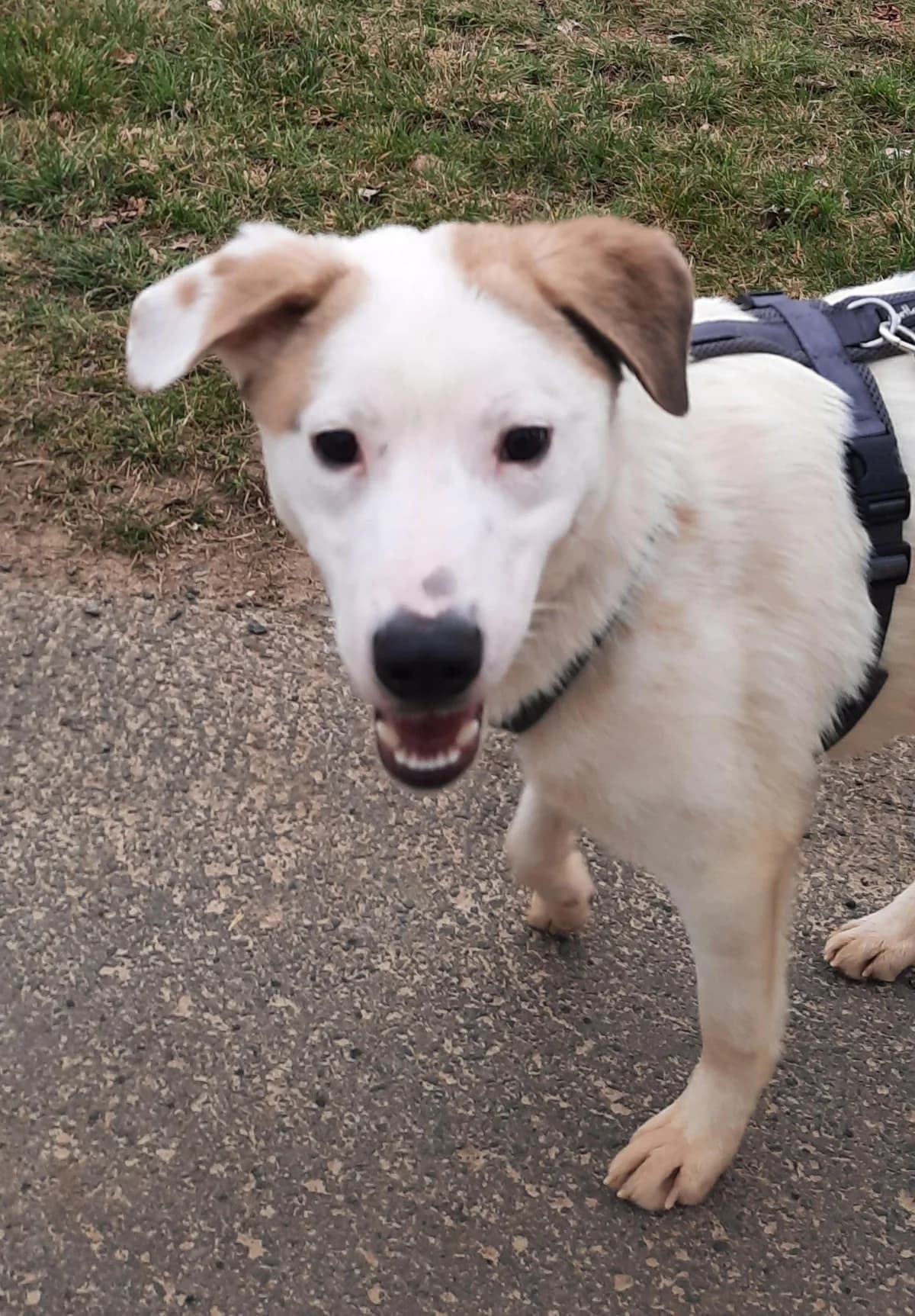 BUDDY, male young Mixed Breed for adoption at Tier-Not-Hilfe