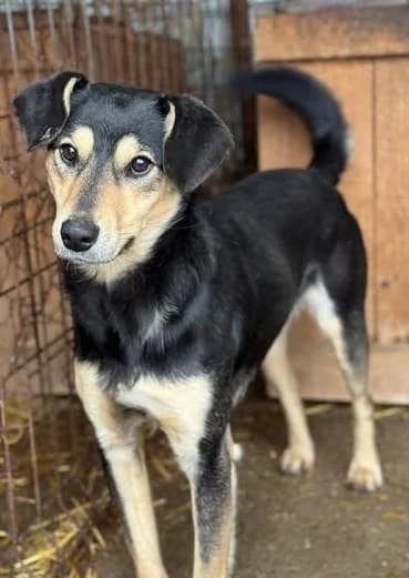 CLAUDIUS, male young Mixed Breed for adoption at Tier-Not-Hilfe