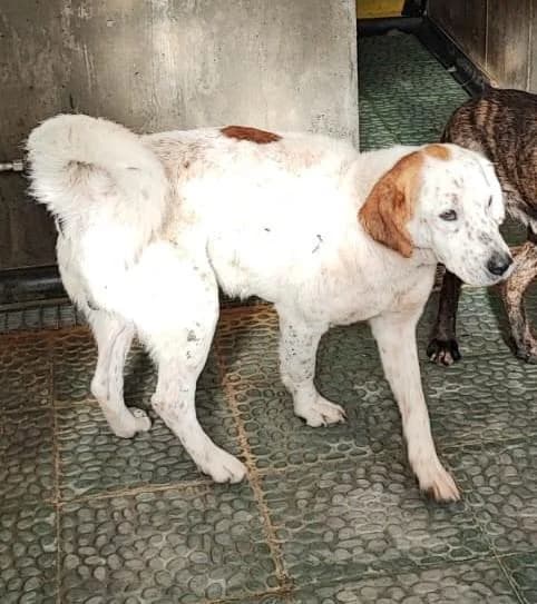 Dringend, male senior mixed breed for adoption at Tier-Not-Hilfe