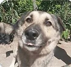 BRUCE, male senior German Shepherd for adoption at Tier-Not-Hilfe