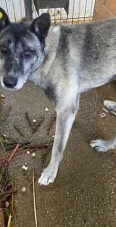 NOTFALL, male senior German Shepherd for adoption at Tier-Not-Hilfe