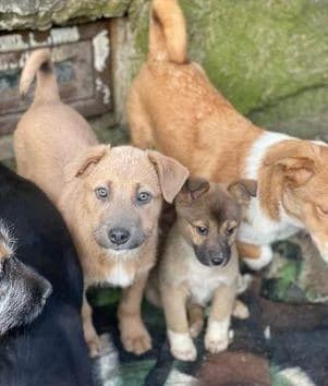 Vierbeiner, female young Mixed Breed for adoption at Tier-Not-Hilfe