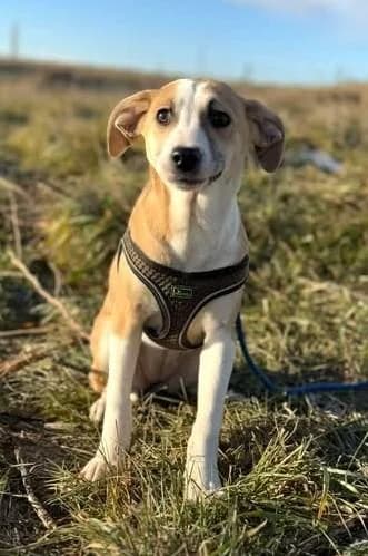 Hundekind, female 5yo Mixed Breed for adoption at Tier-Not-Hilfe