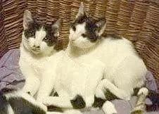 FELLNASEN, female young European Shorthair for adoption at Tier-Not-Hilfe