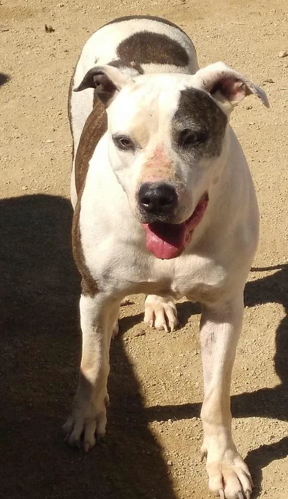 MILUKA, female senior American Staffordshire Terrier for adoption at Tier-Not-Hilfe