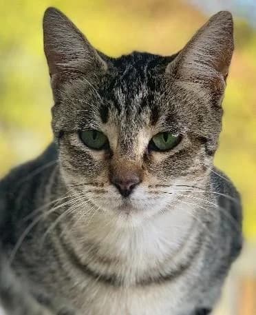 LINSEY, female 7yo European Shorthair for adoption at Tier-Not-Hilfe