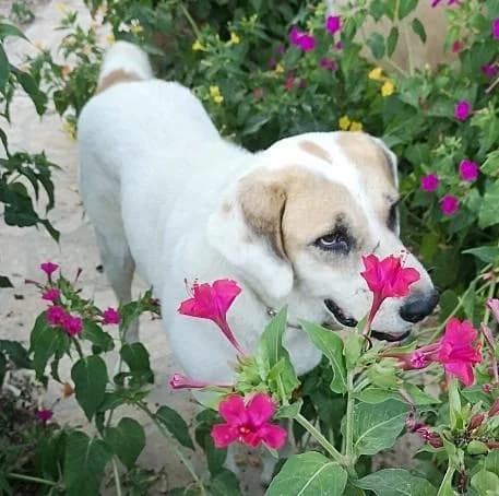 STELLA, female senior Mixed Breed for adoption at Tier-Not-Hilfe