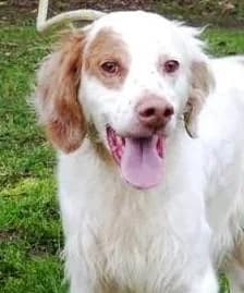 LEMON, male senior English Setter for adoption at Tier-Not-Hilfe