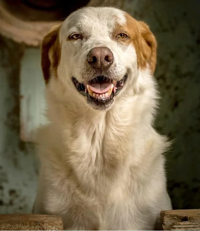 FLORO, male senior mixed breed for adoption at Tier-Not-Hilfe