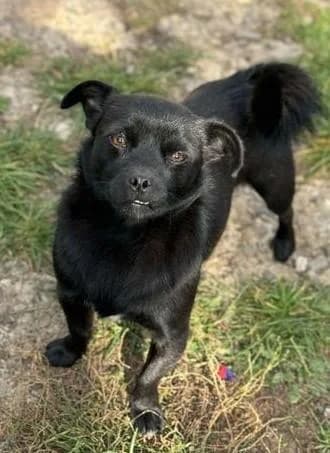 STROLCH, schwarz male 3yo Mixed Breed for adoption at Tier-Not-Hilfe