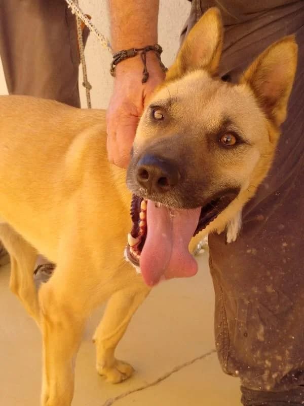TUBI, male senior Mixed Breed for adoption at Tier-Not-Hilfe