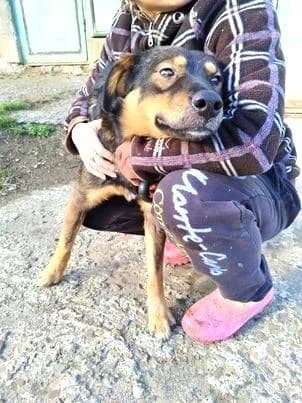 Sensibler, male 4yo German Shepherd for adoption at Tier-Not-Hilfe