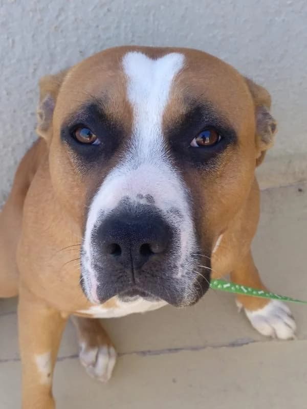 BOOMER, male 5yo mixed breed for adoption at Tier-Not-Hilfe