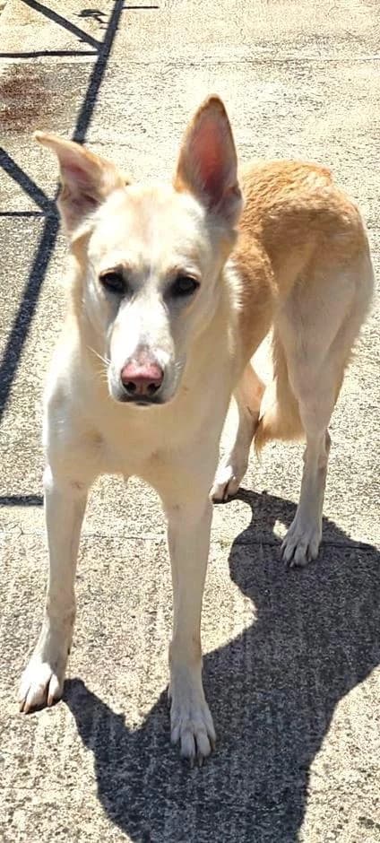 DAHLIA, female 5yo Mixed Breed for adoption at Tier-Not-Hilfe