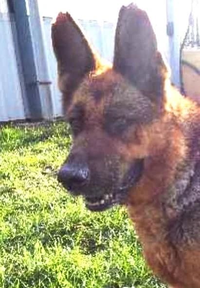 VITTORIA, female senior German Shepherd for adoption at Tier-Not-Hilfe
