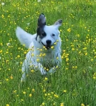MAIK, male 5yo Mixed Breed for adoption at Tier-Not-Hilfe