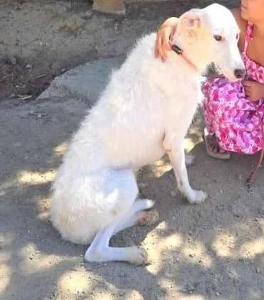 LINO, male 6yo Galgo Español for adoption at Tier-Not-Hilfe